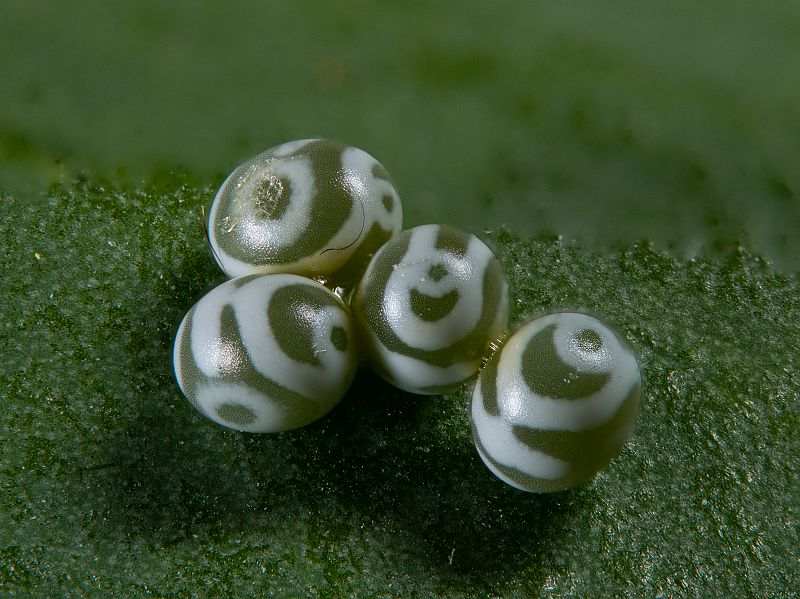 Bild Nr.06777 zum Vergrößern klicken Bild Nr.06777