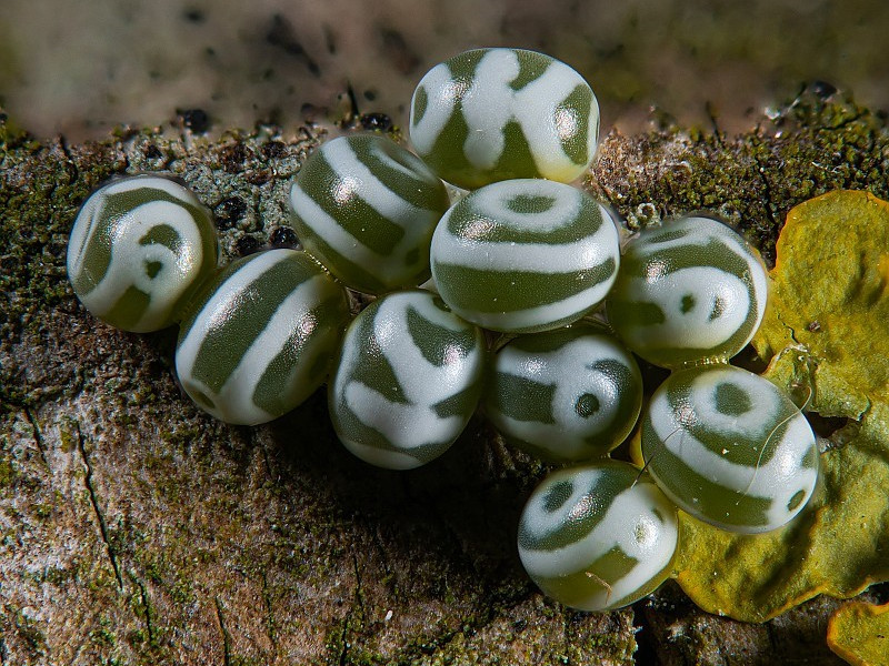 Bild Nr.06777 zum Vergrößern klicken Bild Nr.06777