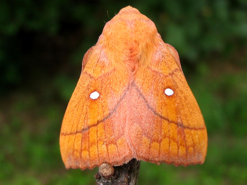 Bild Nr.06780 zum Vergrößern klicken Bild Nr.06780