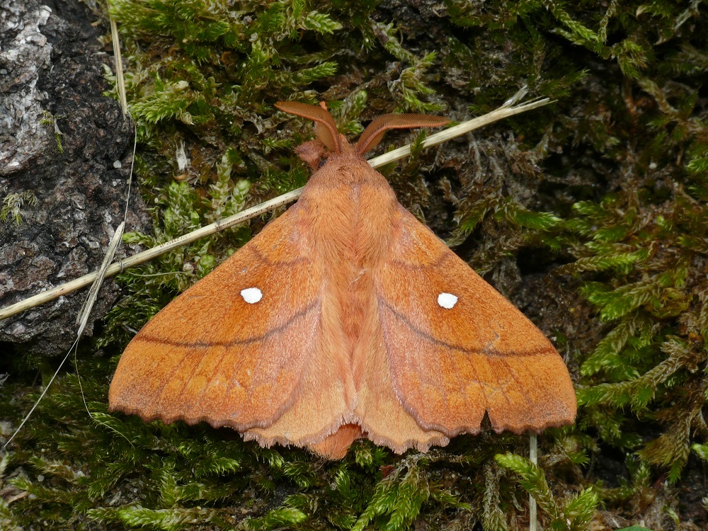 Bild Nr.06780 zum Vergrößern klicken Bild Nr.06780