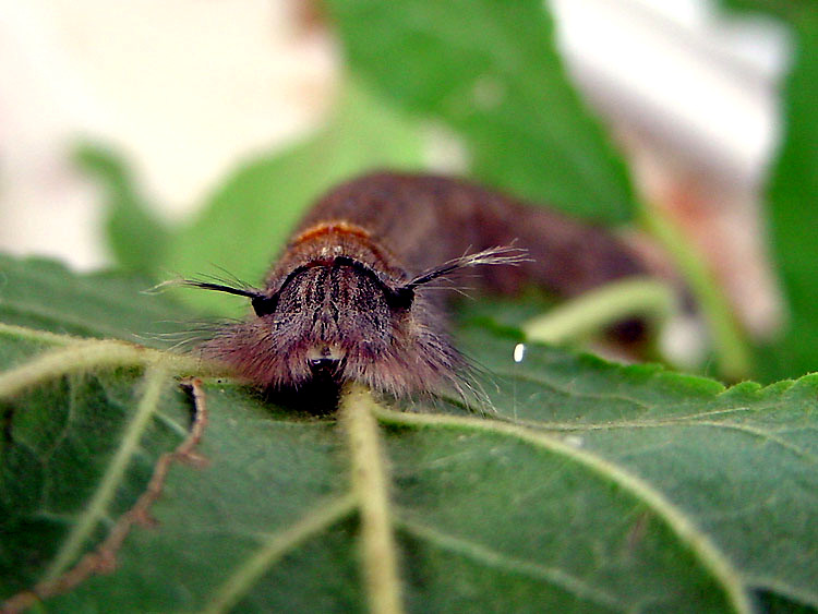 Bild Nr.06780 zum Vergrößern klicken Bild Nr.06780