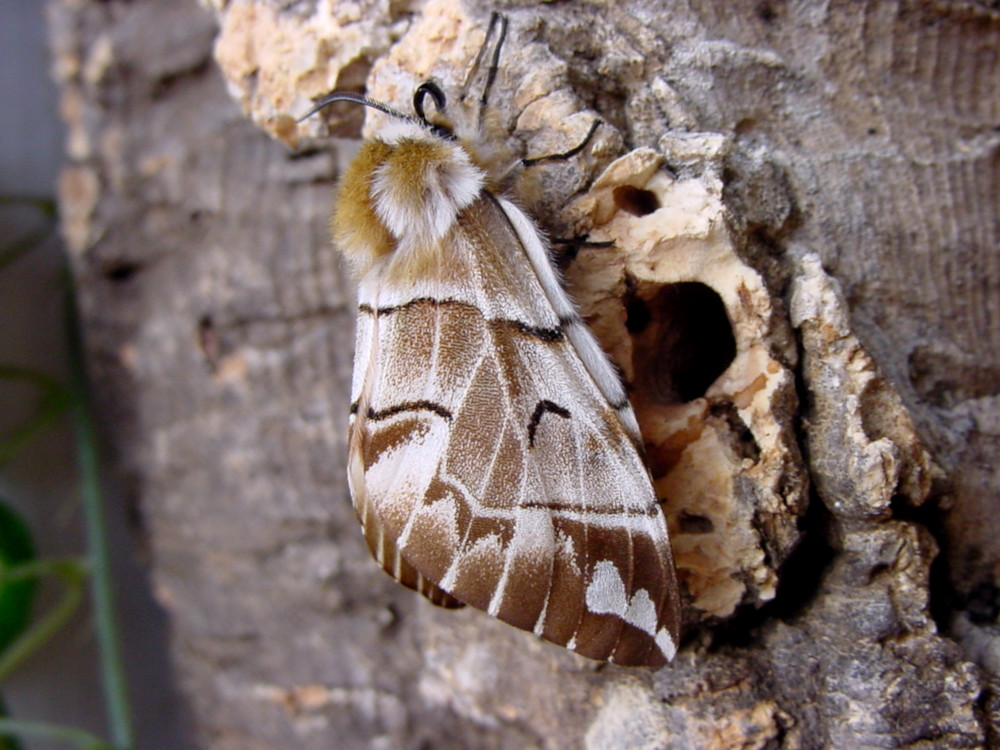 Bild Nr.06784 zum Vergrößern klicken Bild Nr.06784