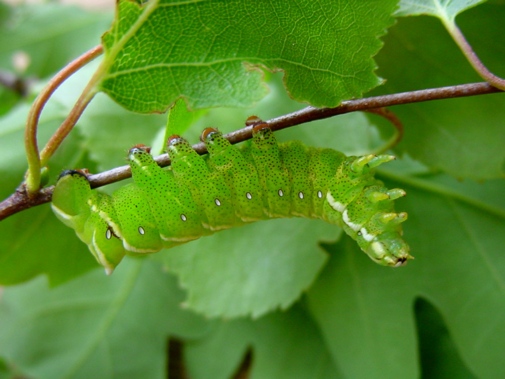 Bild Nr.06784 zum Vergrößern klicken Bild Nr.06784