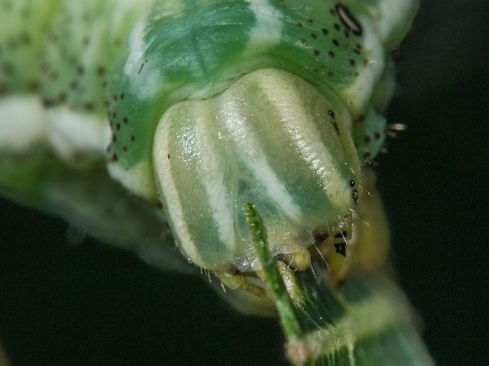 Bild Nr.06784 zum Vergrößern klicken Bild Nr.06784