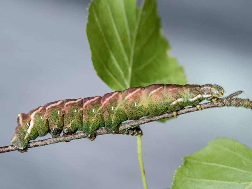 Bild Nr.06784 zum Vergrößern klicken Bild Nr.06784