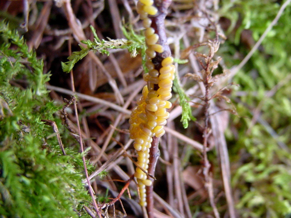 Bild Nr.06784 zum Vergrößern klicken Bild Nr.06784