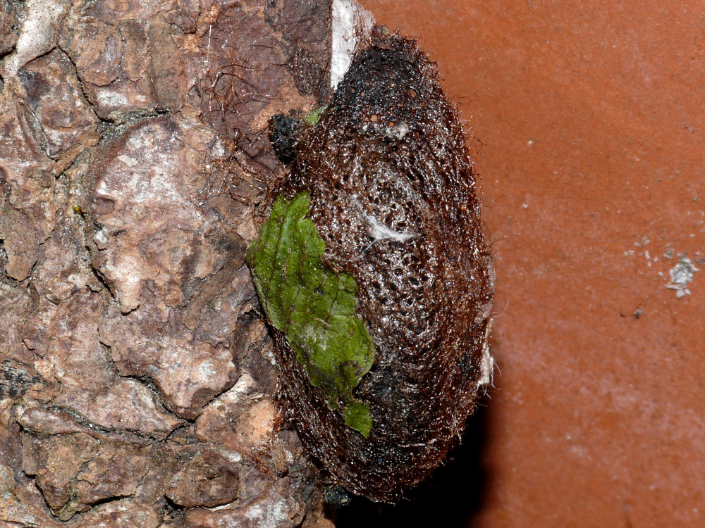 Bild Nr.06784 zum Vergrößern klicken Bild Nr.06784