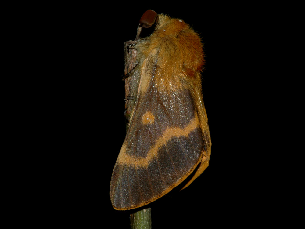 Bild Nr.06805 zum Vergrößern klicken Bild Nr.06805