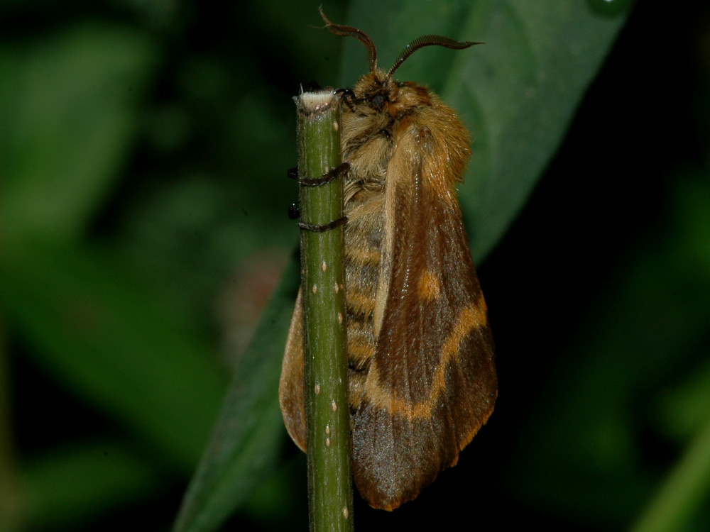 Bild Nr.06805 zum Vergrößern klicken Bild Nr.06805