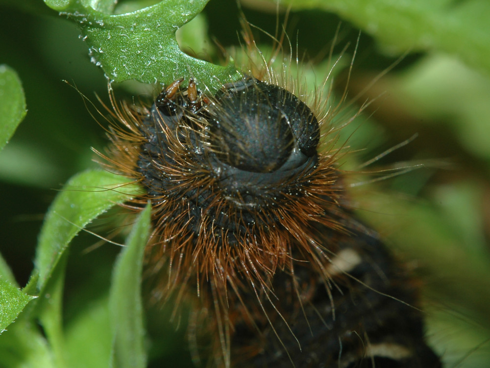 Bild Nr.06805 zum Vergrößern klicken Bild Nr.06805