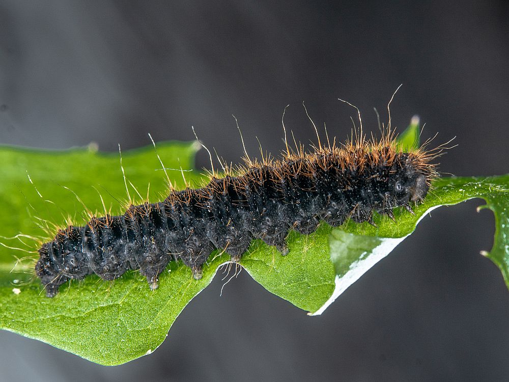 Bild Nr.06805 zum Vergrößern klicken Bild Nr.06805