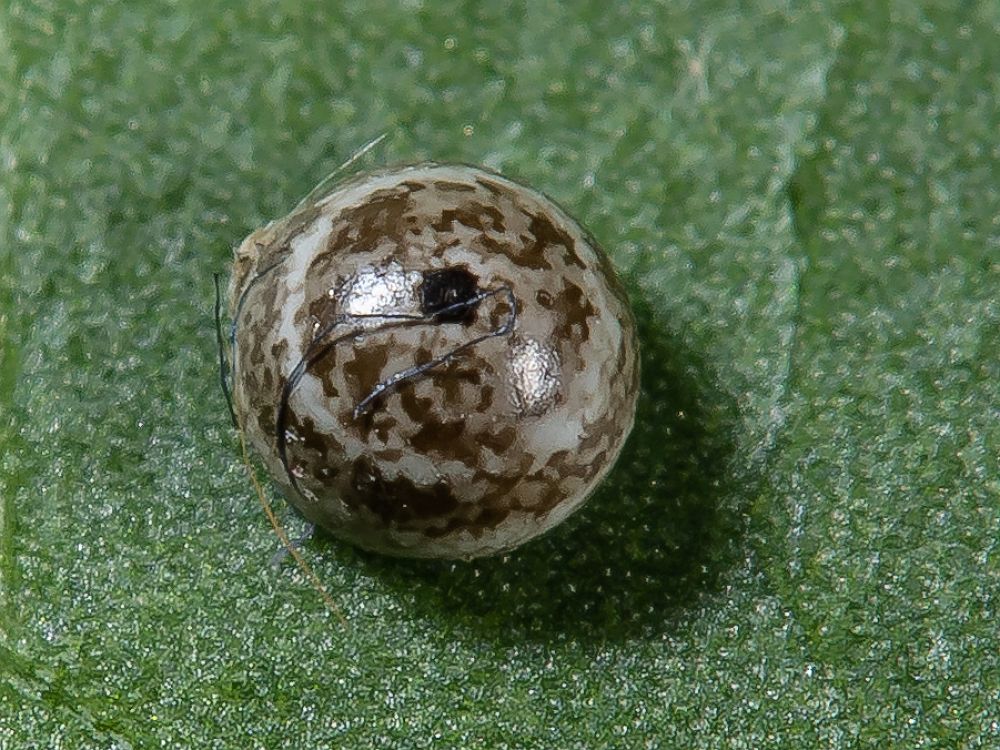 Bild Nr.06805 zum Vergrößern klicken Bild Nr.06805