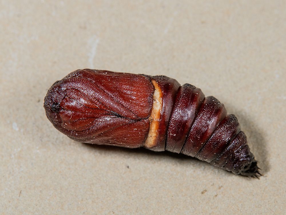 Bild Nr.06805 zum Vergrößern klicken Bild Nr.06805