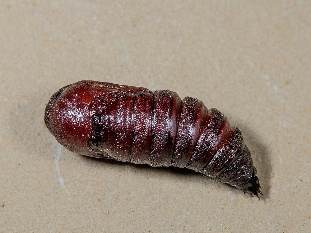 Bild Nr.06805 zum Vergrößern klicken Bild Nr.06805