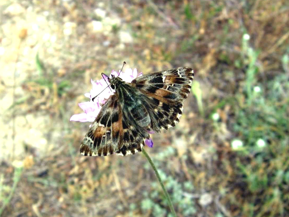 Bild Nr.06882 zum Vergrößern klicken Bild Nr.06882