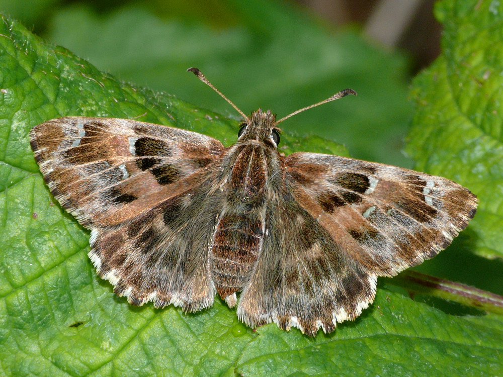 Bild Nr.06882 zum Vergrößern klicken Bild Nr.06882