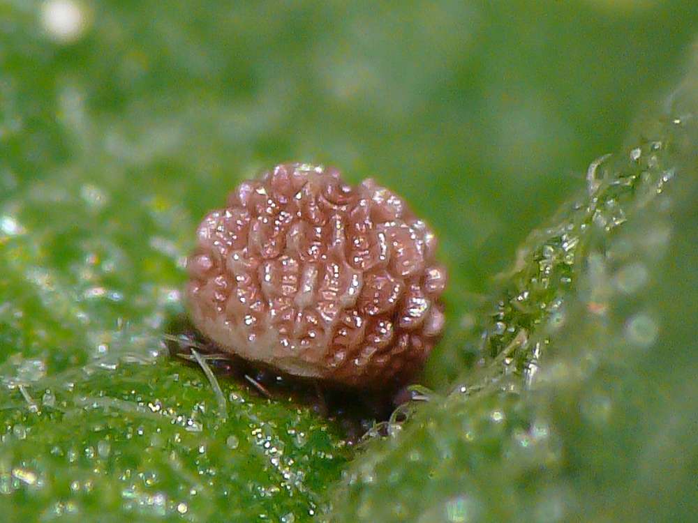 Bild Nr.06882 zum Vergrößern klicken Bild Nr.06882