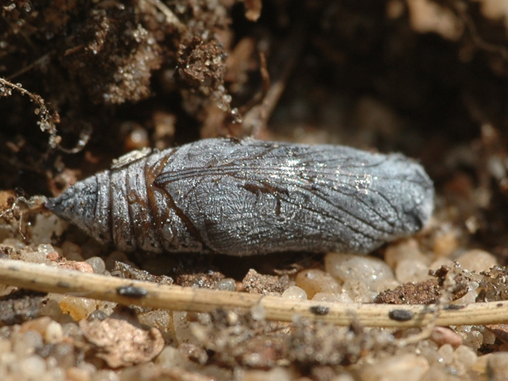 Bild Nr.06882 zum Vergrößern klicken Bild Nr.06882