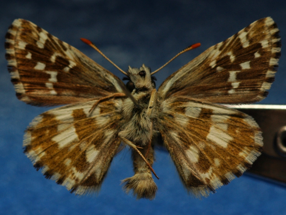 Bild Nr.06912 zum Vergrößern klicken Bild Nr.06912