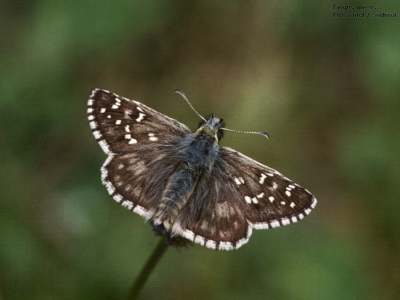 Bild Nr.06912 zum Vergrößern klicken Bild Nr.06912
