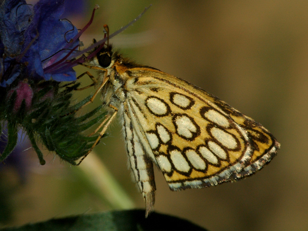Bild Nr.06917 zum Vergrößern klicken Bild Nr.06917