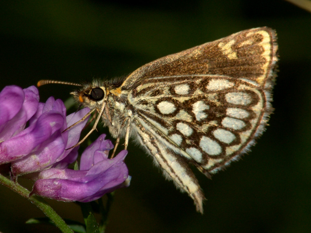 Bild Nr.06917 zum Vergrößern klicken Bild Nr.06917
