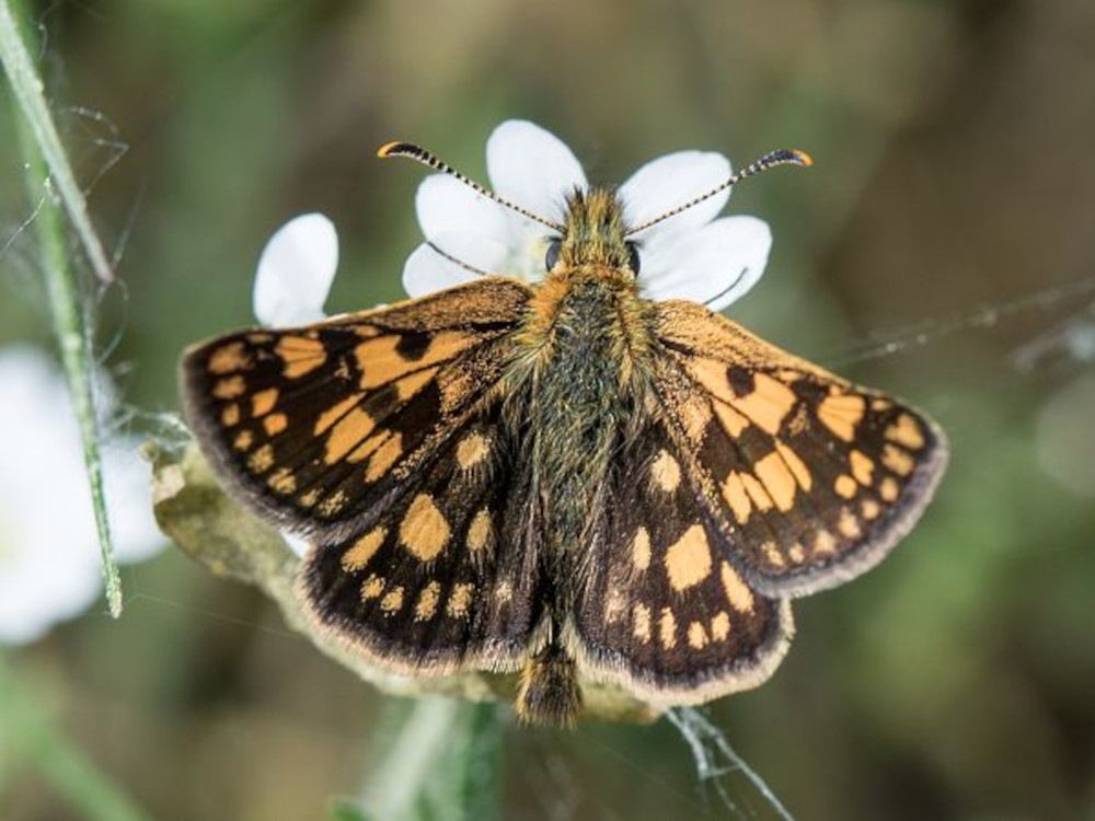 Bild Nr.06919 zum Vergrößern klicken Bild Nr.06919