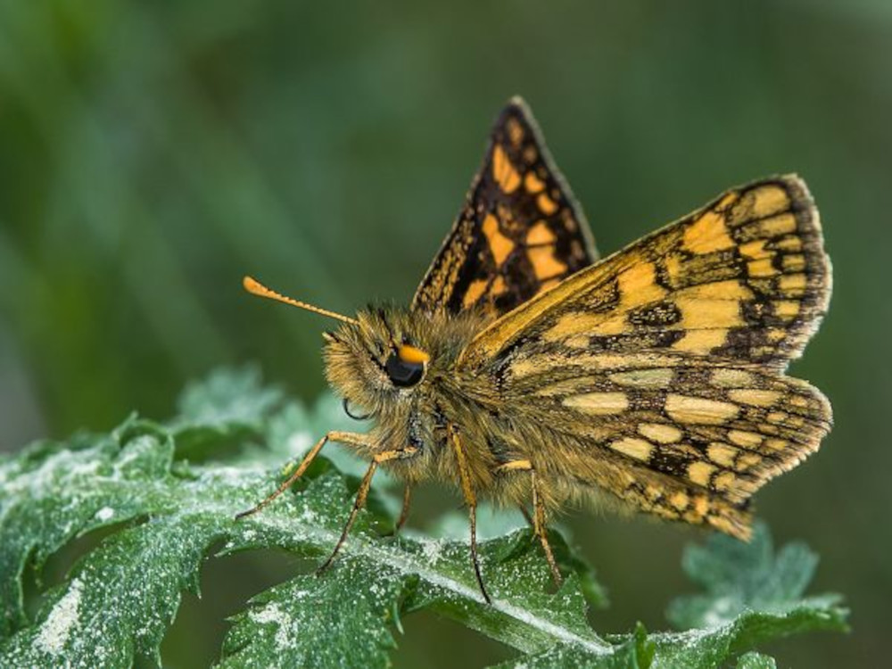 Bild Nr.06919 zum Vergrößern klicken Bild Nr.06919