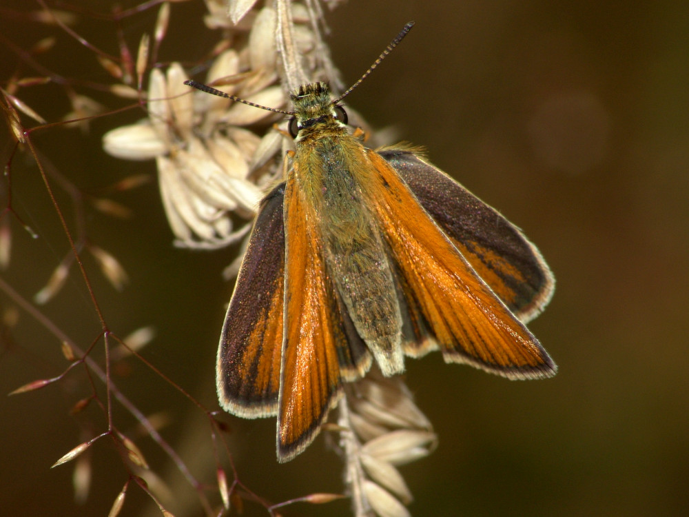 Bild Nr.06923 zum Vergrößern klicken Bild Nr.06923