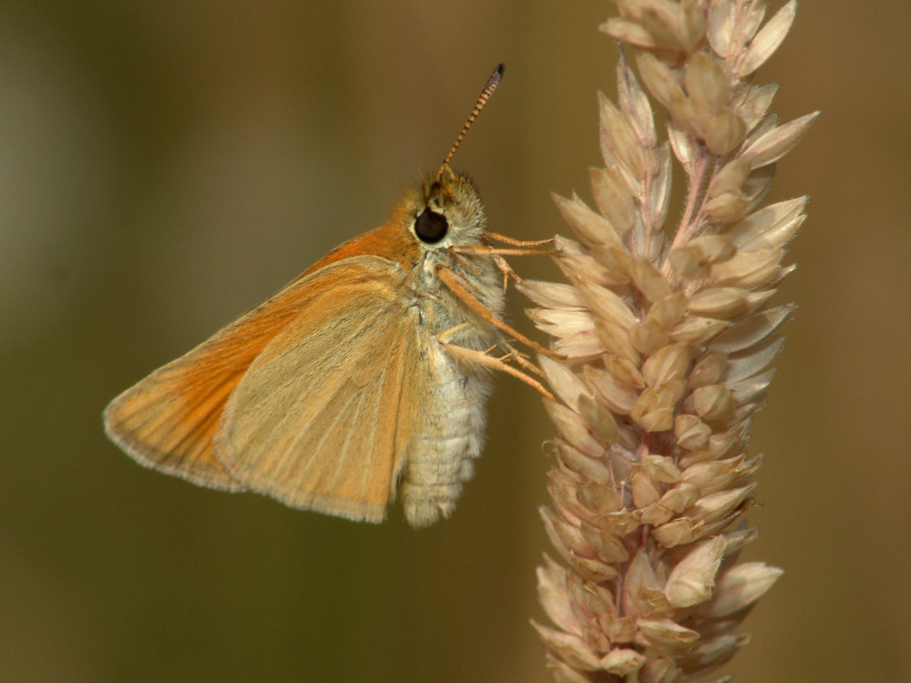 Bild Nr.06923 zum Vergrößern klicken Bild Nr.06923