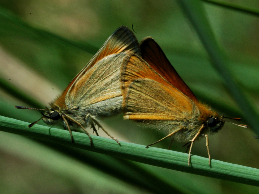 Bild Nr.06923 zum Vergrößern klicken Bild Nr.06923