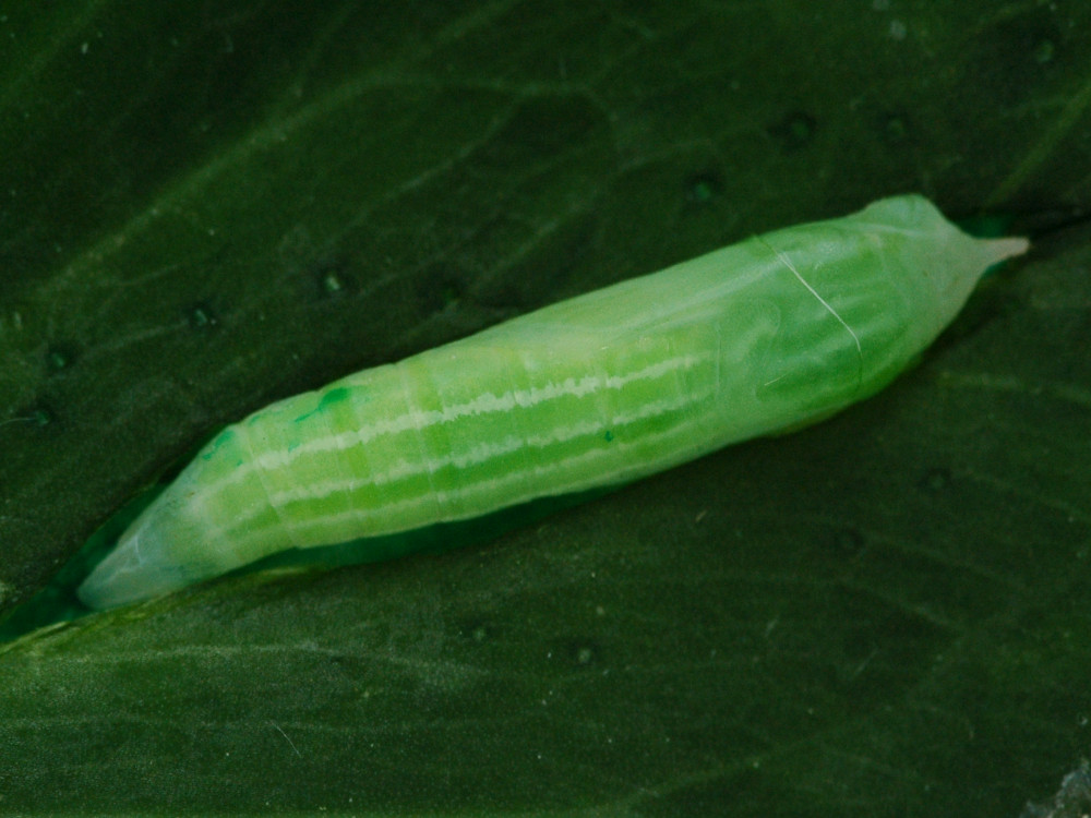 Bild Nr.06923 zum Vergrößern klicken Bild Nr.06923