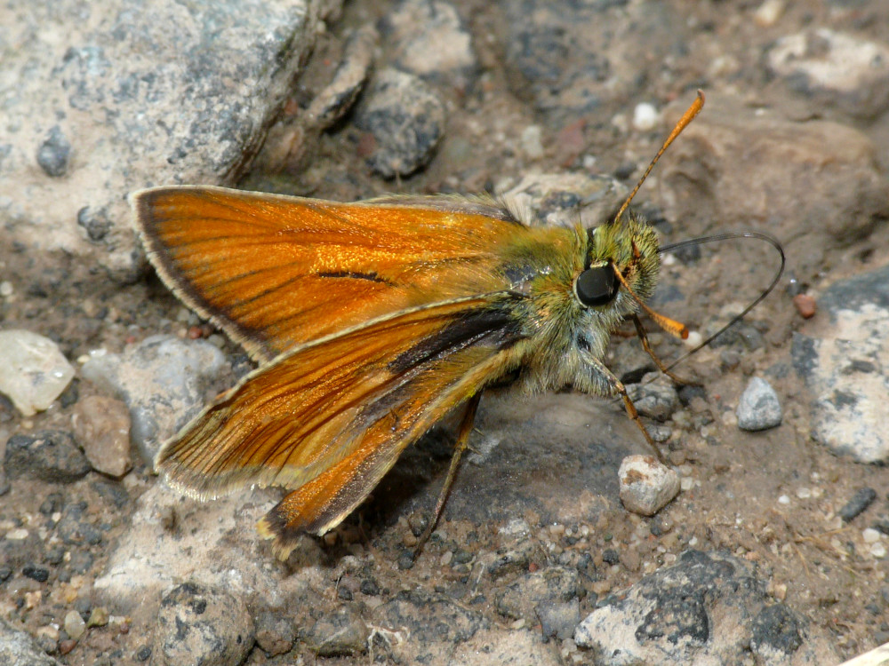 Bild Nr.06924 zum Vergrößern klicken Bild Nr.06924