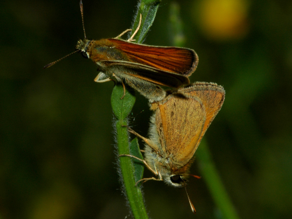 Bild Nr.06924 zum Vergrößern klicken Bild Nr.06924