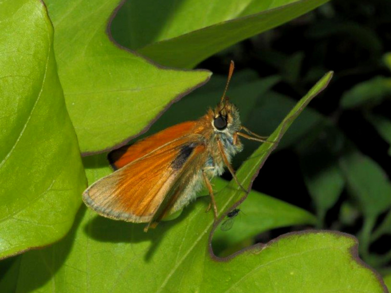 Bild Nr.06924 zum Vergrößern klicken Bild Nr.06924