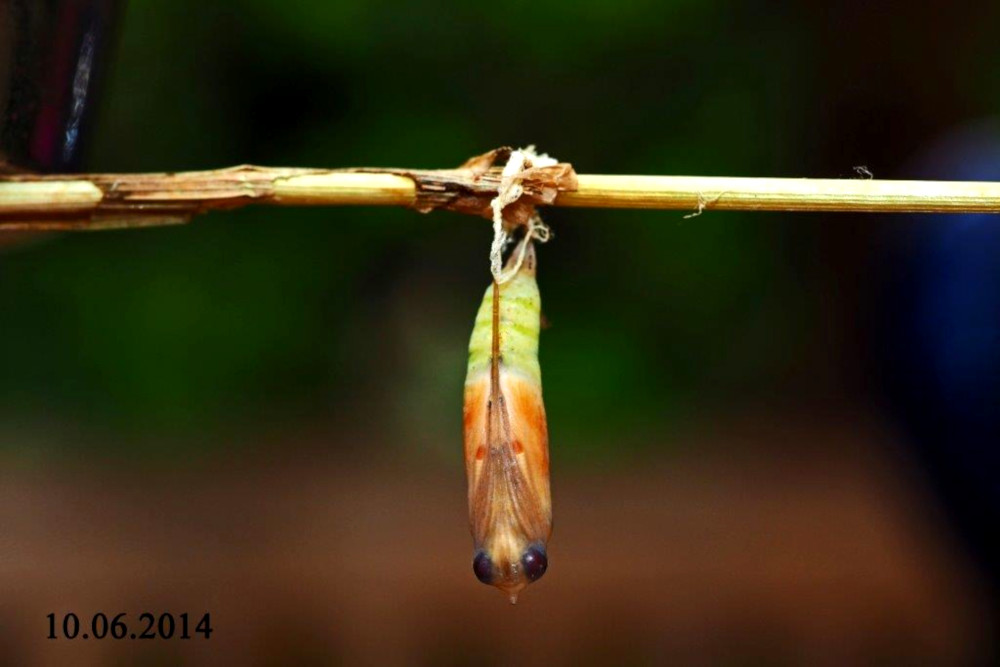 Bild Nr.06924 zum Vergrößern klicken Bild Nr.06924