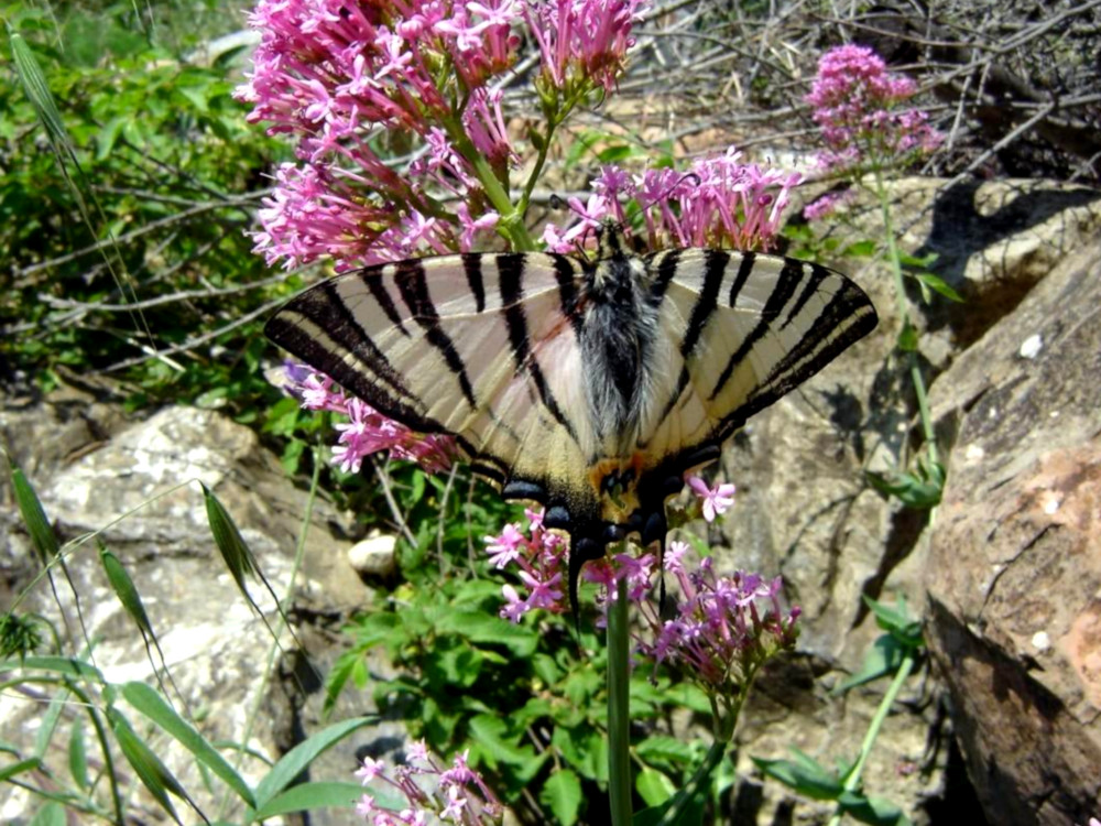 Bild Nr.06958 zum Vergrößern klicken Bild Nr.06958