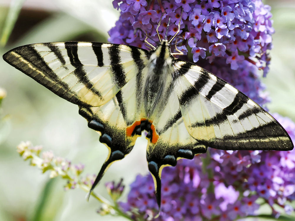 Bild Nr.06958 zum Vergrößern klicken Bild Nr.06958