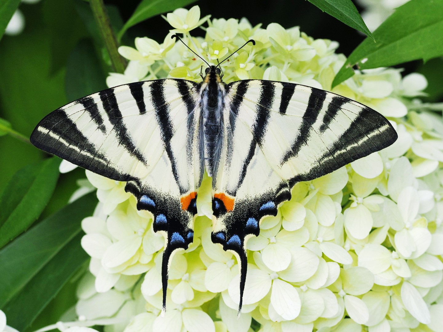 Bild Nr.06958 zum Vergrößern klicken Bild Nr.06958