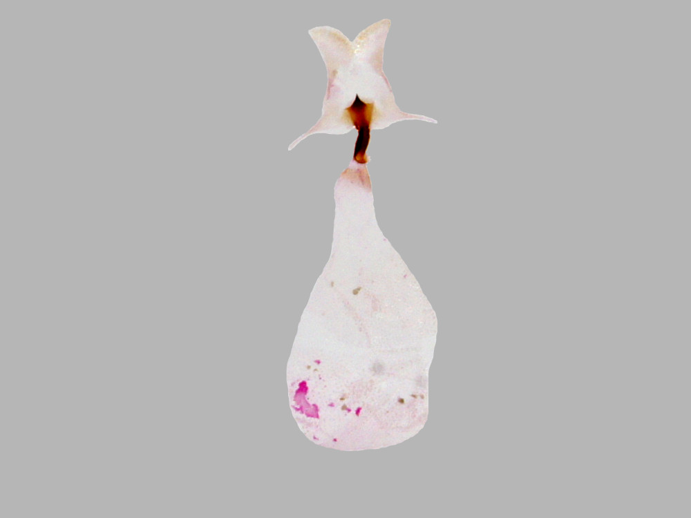 Bild Nr.06966 zum Vergrößern klicken Bild Nr.06966