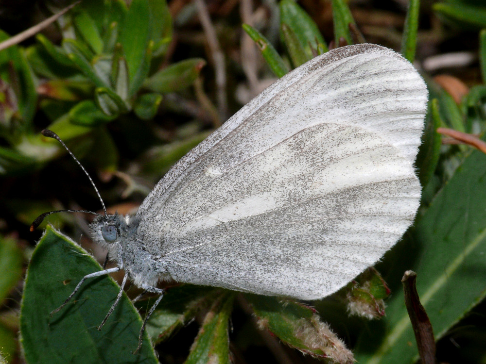 Bild Nr.06966 zum Vergrößern klicken Bild Nr.06966