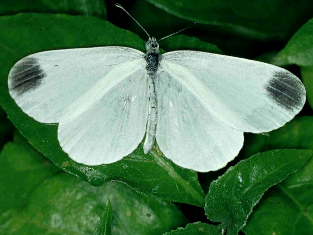 Bild Nr.06966 zum Vergrößern klicken Bild Nr.06966