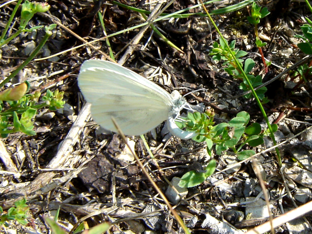 Bild Nr.06966 zum Vergrößern klicken Bild Nr.06966