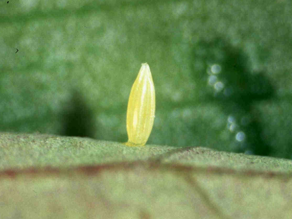 Bild Nr.06966 zum Vergrößern klicken Bild Nr.06966