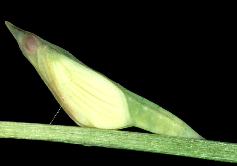 Bild Nr.06966 zum Vergrößern klicken Bild Nr.06966