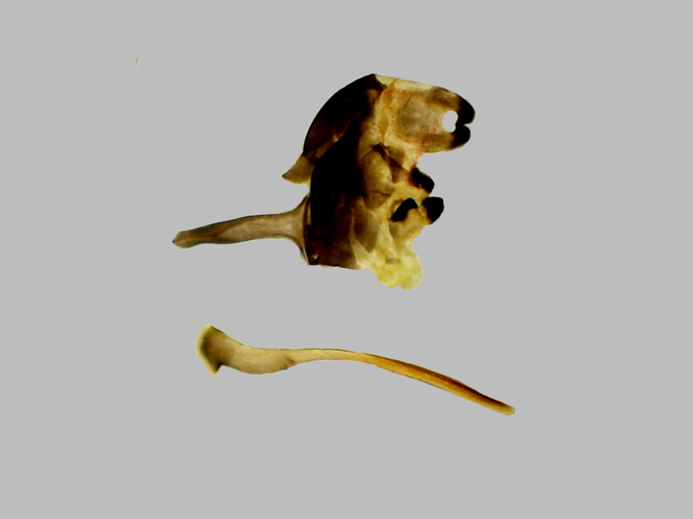 Bild Nr.06967a zum Vergrößern klicken Bild Nr.06967a