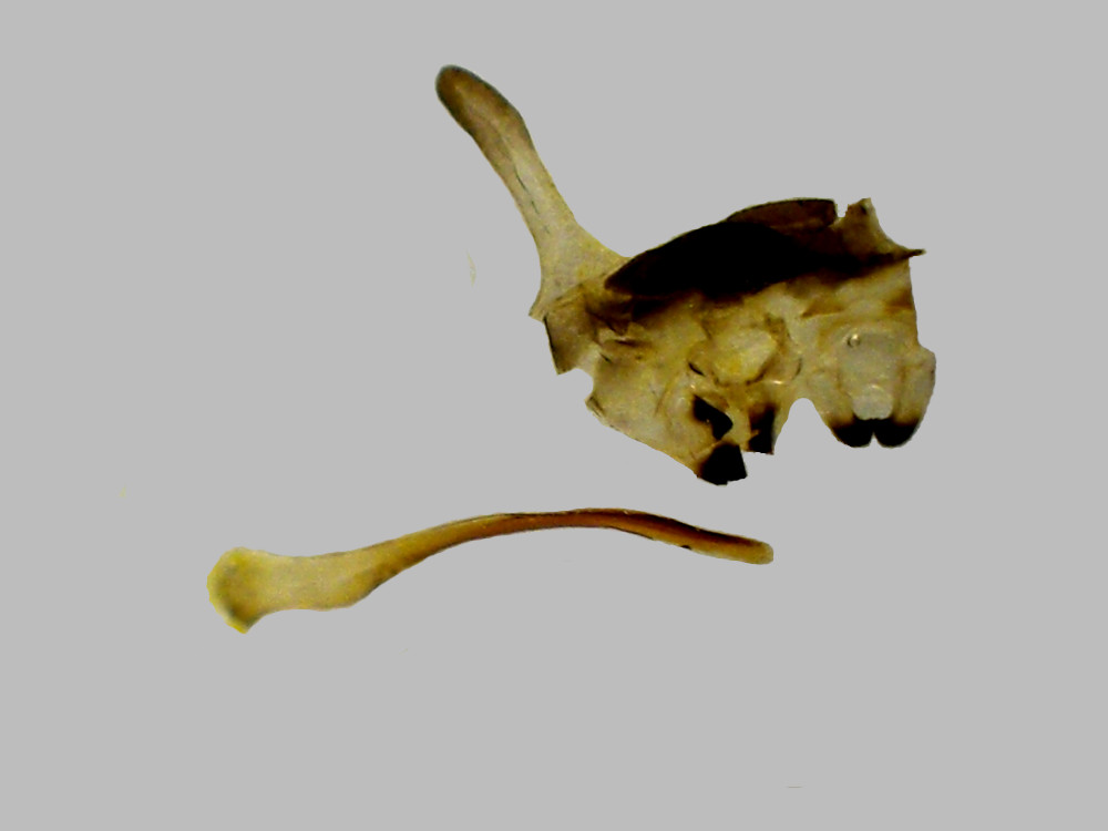 Bild Nr.06967a zum Vergrößern klicken Bild Nr.06967a