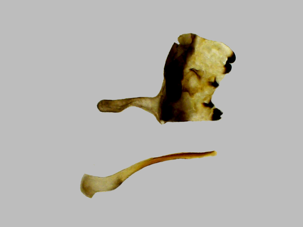 Bild Nr.06967a zum Vergrößern klicken Bild Nr.06967a