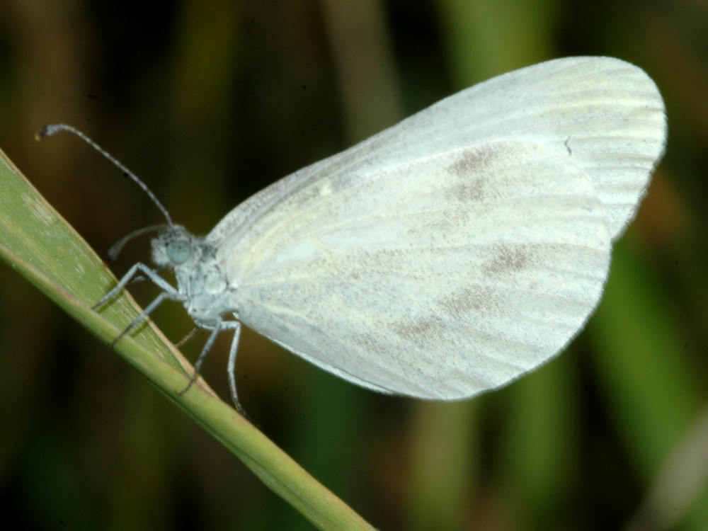 Bild Nr.06967a zum Vergrößern klicken Bild Nr.06967a