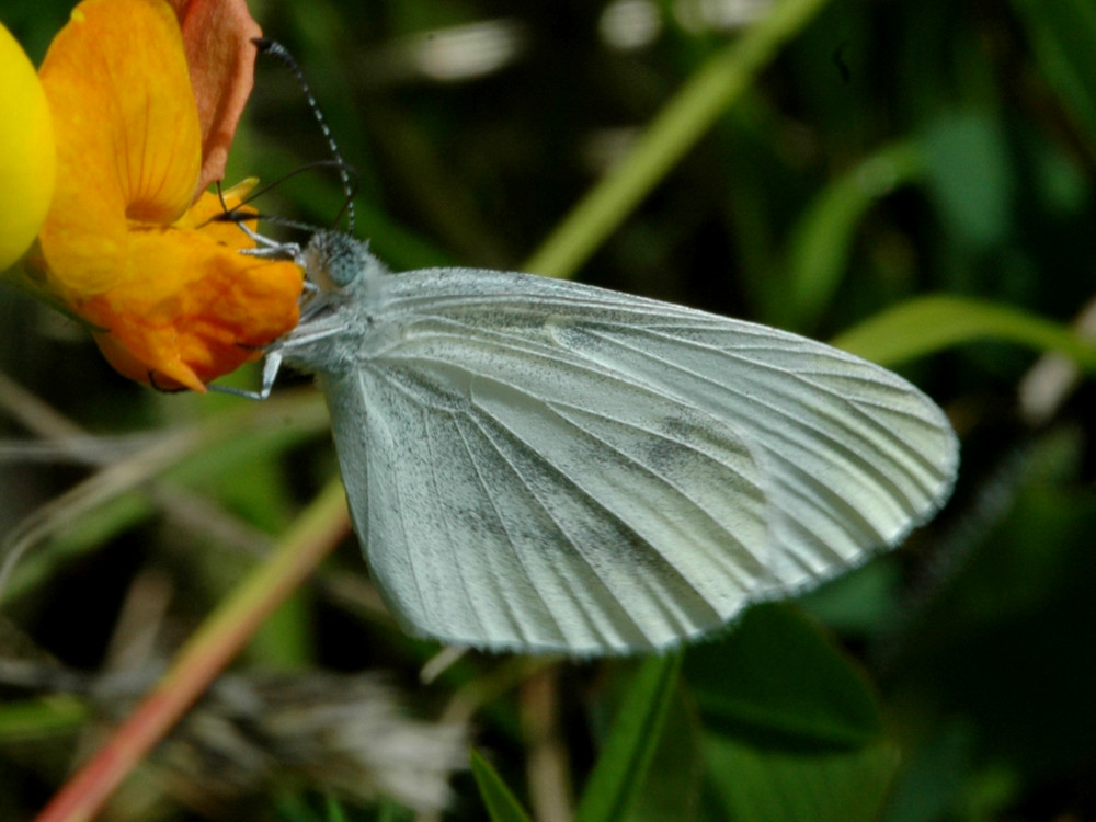 Bild Nr.06967a zum Vergrößern klicken Bild Nr.06967a